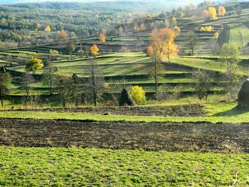 Scenic view of grassy field