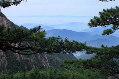 Scenic view of trees and mountains against sky