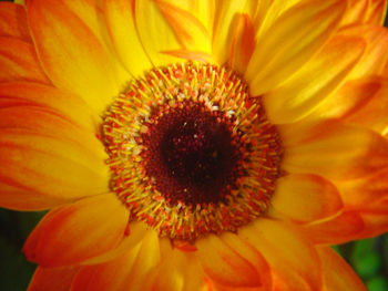 Close-up of yellow flower