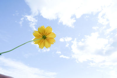 Low angle view of yellow flowering plant against sky