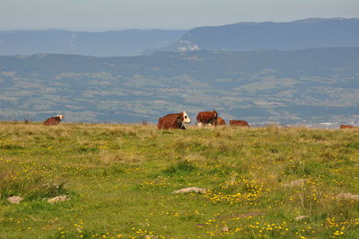 Cows on field against sky