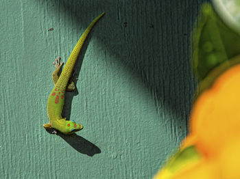 High angle view of lizard
