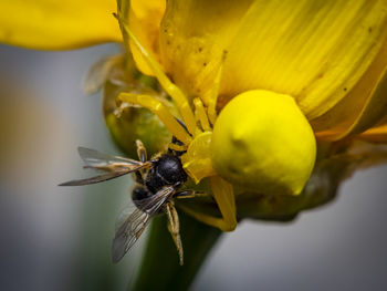 Macro photo of a crab-spider feeding on a wild bee