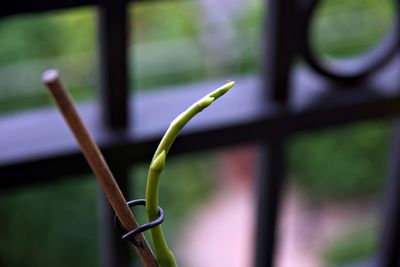 Close-up of plant