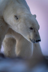 Close-up of polar bear looking across tundra