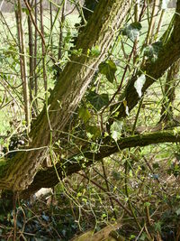 Close-up of lizard on tree