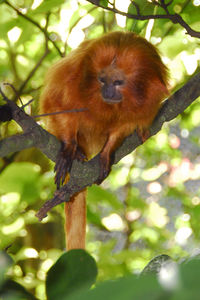 Low angle view of birds on branch