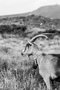 Group of goats on the field, in the mountains, azores islands.