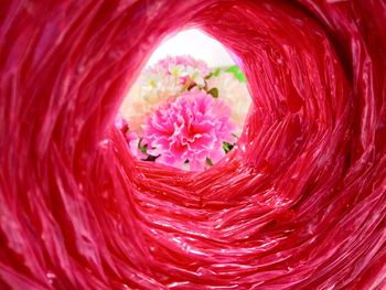 Macro shot of pink rose flower