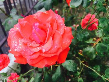 Close-up of wet red rose flower