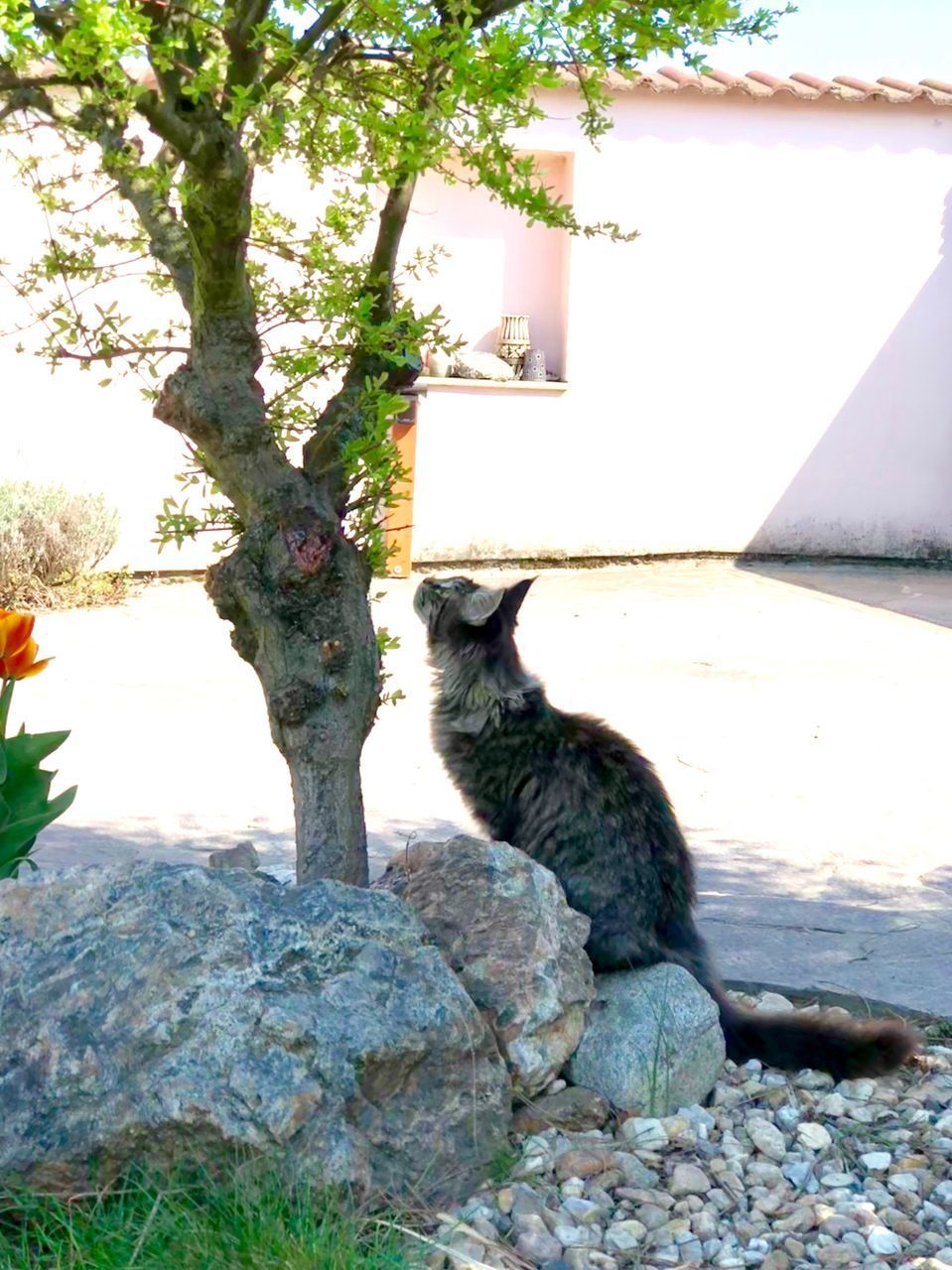 CAT SITTING ON A TREE