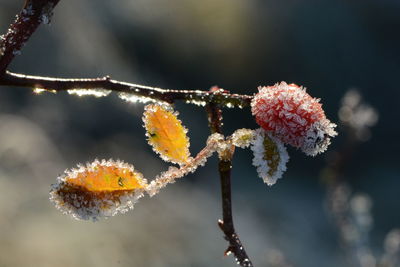 Close-up of snow on plant