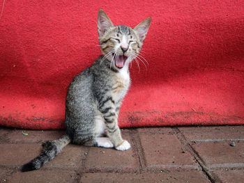 Cat sitting on footpath