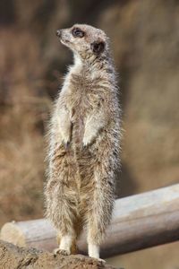 Close-up of meerkat