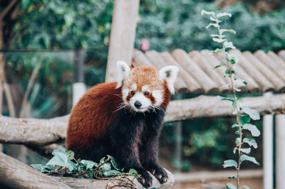 red panda