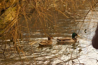 Birds in lake during winter