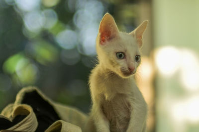 Close-up portrait of a cat looking away