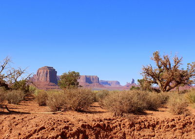 Plants growing on land against clear blue sky