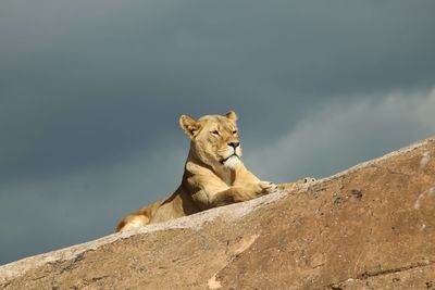 Low angle view of a cat