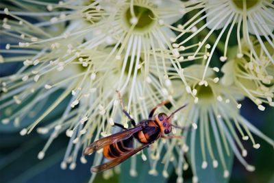 Close-up of hornet pollinating on flower