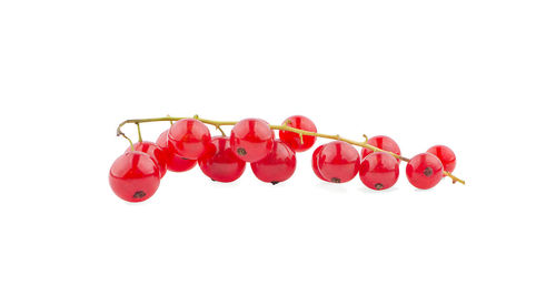 Close-up of red berries against white background