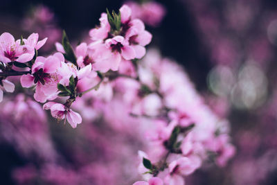 Close-up of pink cherry blossoms