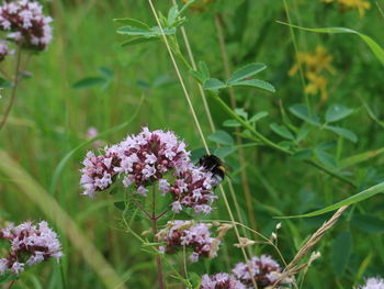 Close-up of bee pollinating on purple flower