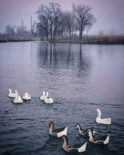 Swans swimming in lake