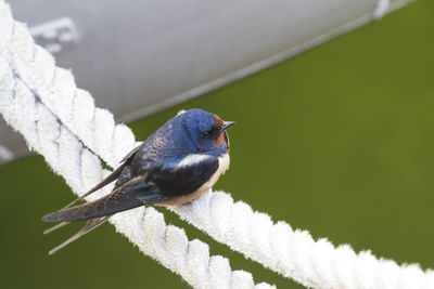 Close-up of bird perching on branch