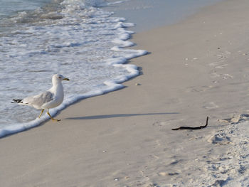 High angle view of seagulls on beach