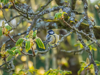 Close-up of bird perching on tree