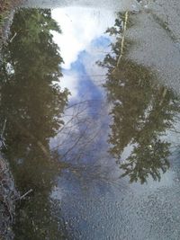 Reflection of trees in water