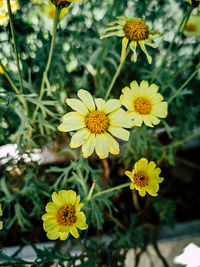 High angle view of yellow flowering plant