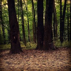 Trees in forest