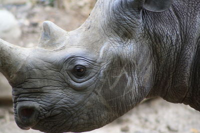 Close-up of elephant