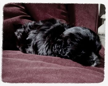domestic animals