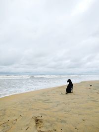 View of a horse on beach