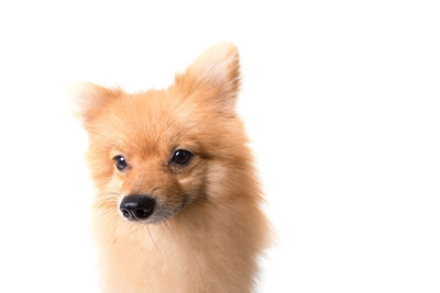 Close-up portrait of golden retriever against white background