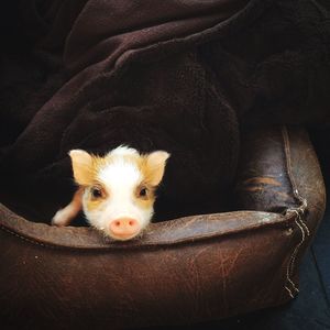 Portrait of piglet in pet bed