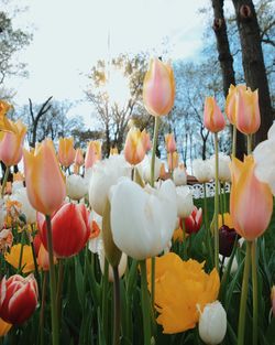 Close-up of pink tulips blooming outdoors