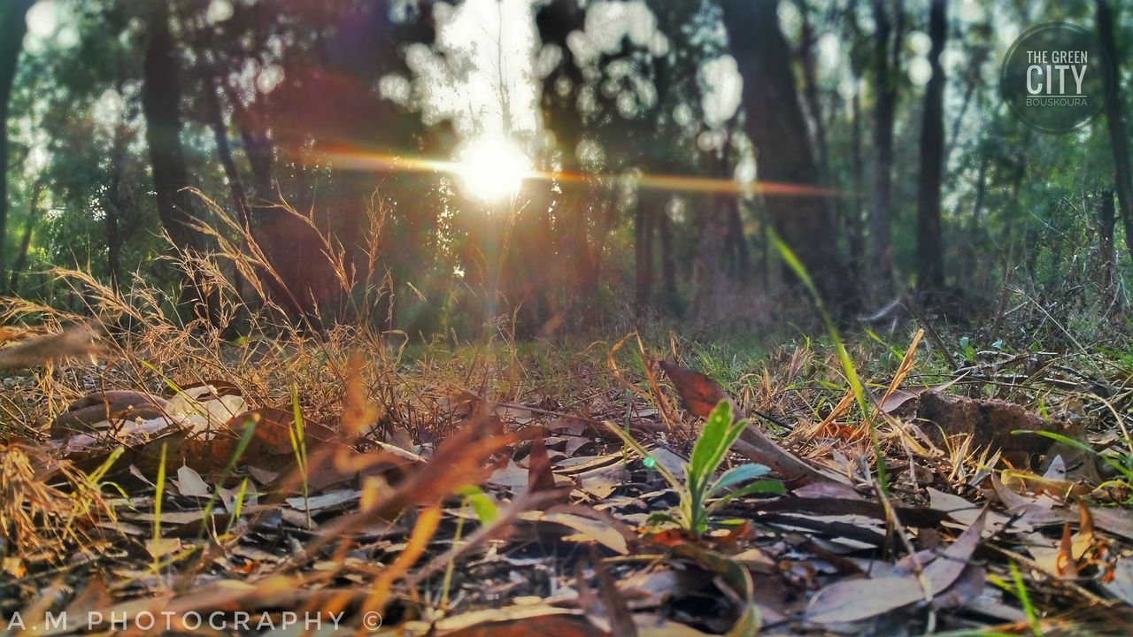 SUNLIGHT STREAMING THROUGH TREES ON FIELD