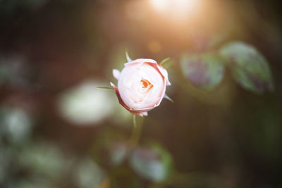 Close-up of pink rose