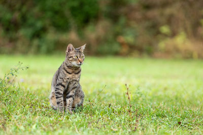 Portrait of cat sitting on field