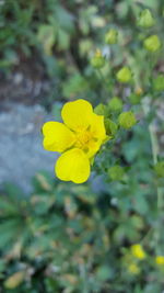 Close-up of yellow flower