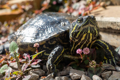 Close-up of turtle