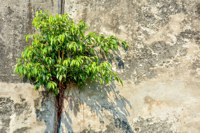 Close-up of plant against wall