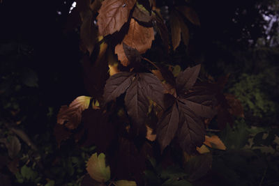High angle view of autumnal leaves at night