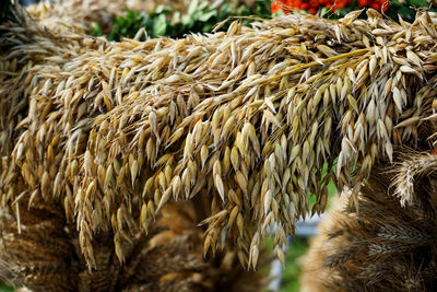 Close-up of wheat field