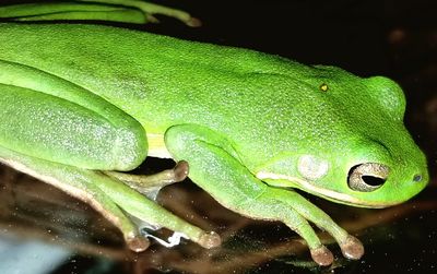 Close-up of green frog on leaf