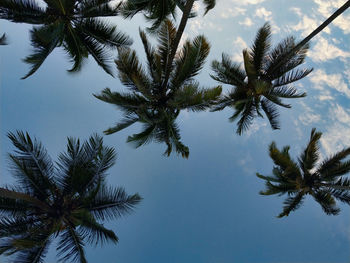 Low angle view of palm tree against sky